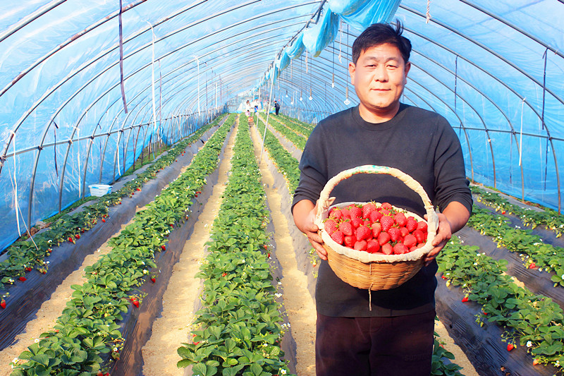 2025��ɽ�|��ݮ�a(ch��n)�I(y��)����A�M���_�����f���R�ϲ�ݮ�@��ժ�ý�